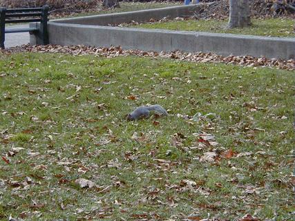 Squirrel in Battery Park<br>Location: <a href="https://www.google.com/maps/search/?api=1&query=40.70406,-74.01551" target="_new">Battery Park</a>